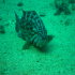 Mottled grouper - Mycteroperca rubra - Playing in the sand